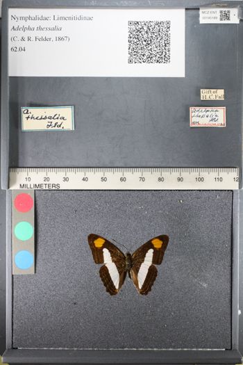 Media type: image;   Entomology 145189